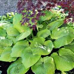 Sum And Substance Hosta - [EG]