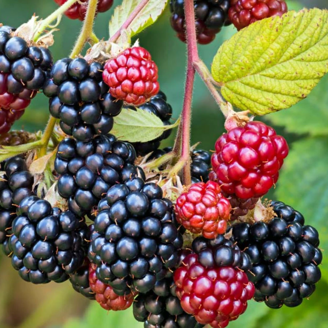 Blackberry Shawnee, Heavy Producer Throughout The Season 4 Blackberry Shawnee, Heavy Producer Throughout The Season - Image 4