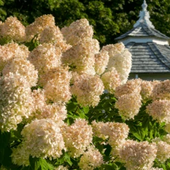 Hydrangea 'Grandiflora' Aka PG Hydrangea