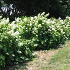 Alice Oakleaf Hydrangea 9 Alice Oakleaf Hydrangea -Pixies Gardens Hydrangea fa441c18 2745 4a7f 9ff2 7e9caab65b58