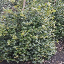 China Boy Ilex 14 China Boy Ilex -Pixies Gardens ILEX MESDOB CHINA BOY HOLLY