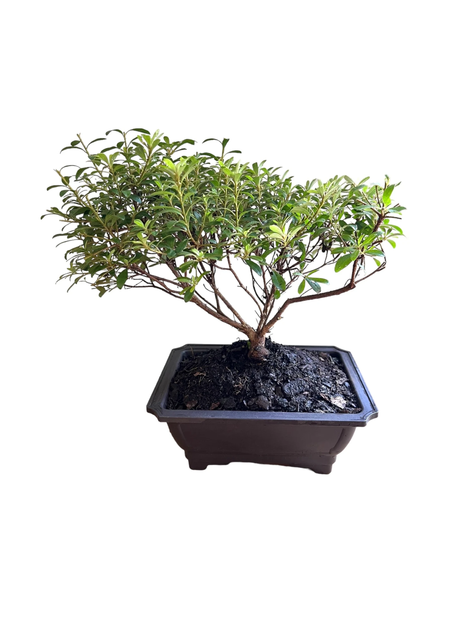 Bonsai Gumpo Miniature Dwarf Azalea Pink Blooms (Live Plant) 5 Bonsai Gumpo Miniature Dwarf Azalea Pink Blooms (Live Plant) - Image 5