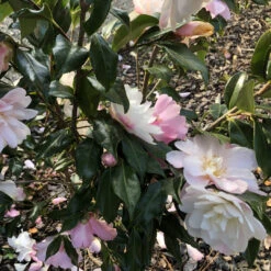 Camellia Star Above Star -Pixies Gardens IMG 1351 scaled 1