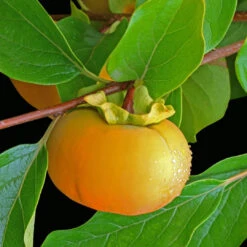 Matsumoto Fuyu Japanese Persimmon