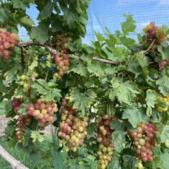 Victoria Red Grape -Pixies Gardens IMG 2720 1030x773 1