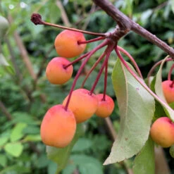 3-in-1 Crabapple Tree