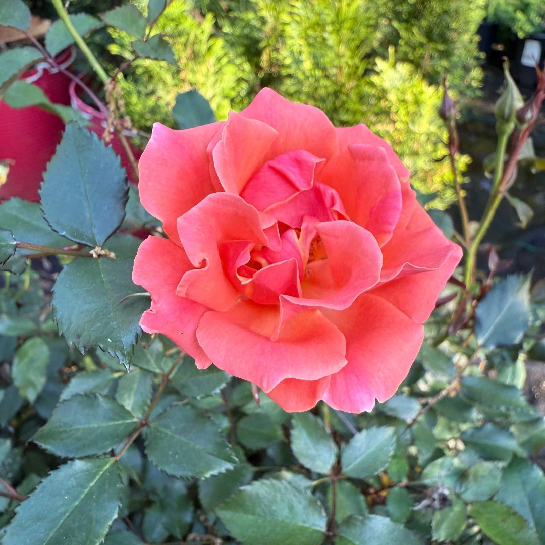 Coral Knock Out Rose 1 Coral Knock Out Rose