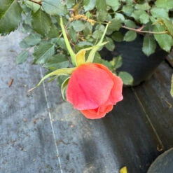 Coral Knock Out Rose 14 Coral Knock Out Rose -Pixies Gardens IMG 4800