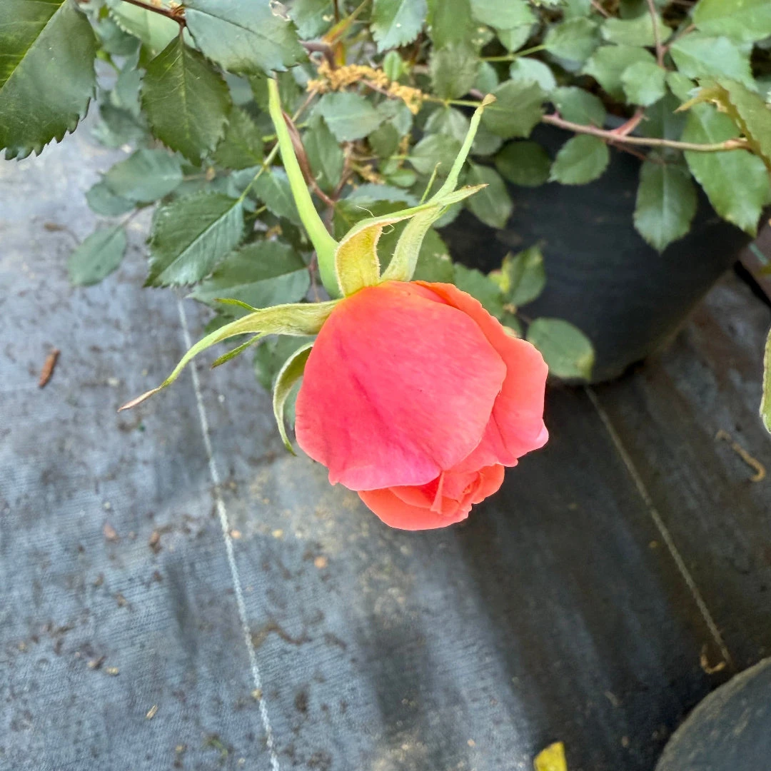 Coral Knock Out Rose 5 Coral Knock Out Rose - Image 5