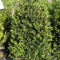 Compacta Japanese Holly Shrub