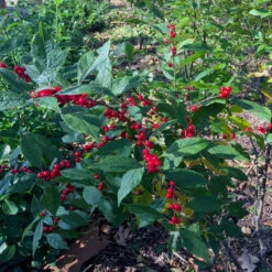 Winter Red Winterberry Holly Is The Cold Hardiest Of All Holly Varieties. -Pixies Gardens Ilex verticillata Winter Red winterberry cu W LDJ scaled 1