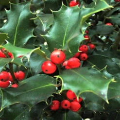 China Girl Ilex 7 China Girl Ilex -Pixies Gardens Ilex x meserveae Chine Girl NP9e