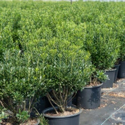 Lnkberry-Shamrock Holly 15 Lnkberry-Shamrock Holly -Pixies Gardens IlexShamrock 3Crop 1400x 4fdc1fcf 0430 4aca bb7d f87786c873af