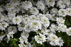 Iberis Sempervirens Snowflake Candytuft