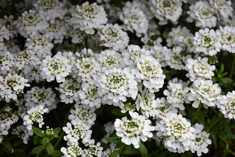 Iberis Sempervirens Snowflake Candytuft 1 Iberis Sempervirens Snowflake Candytuft