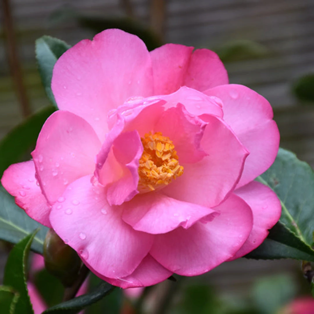 Taylor's Perfection Camellia 4 Taylor's Perfection Camellia - Image 4