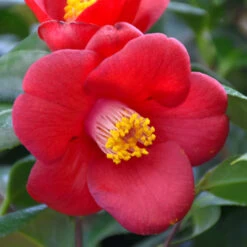 Camellia Flame-Showy Red Round Blooms 13 Camellia Flame-Showy Red Round Blooms -Pixies Gardens J188 16