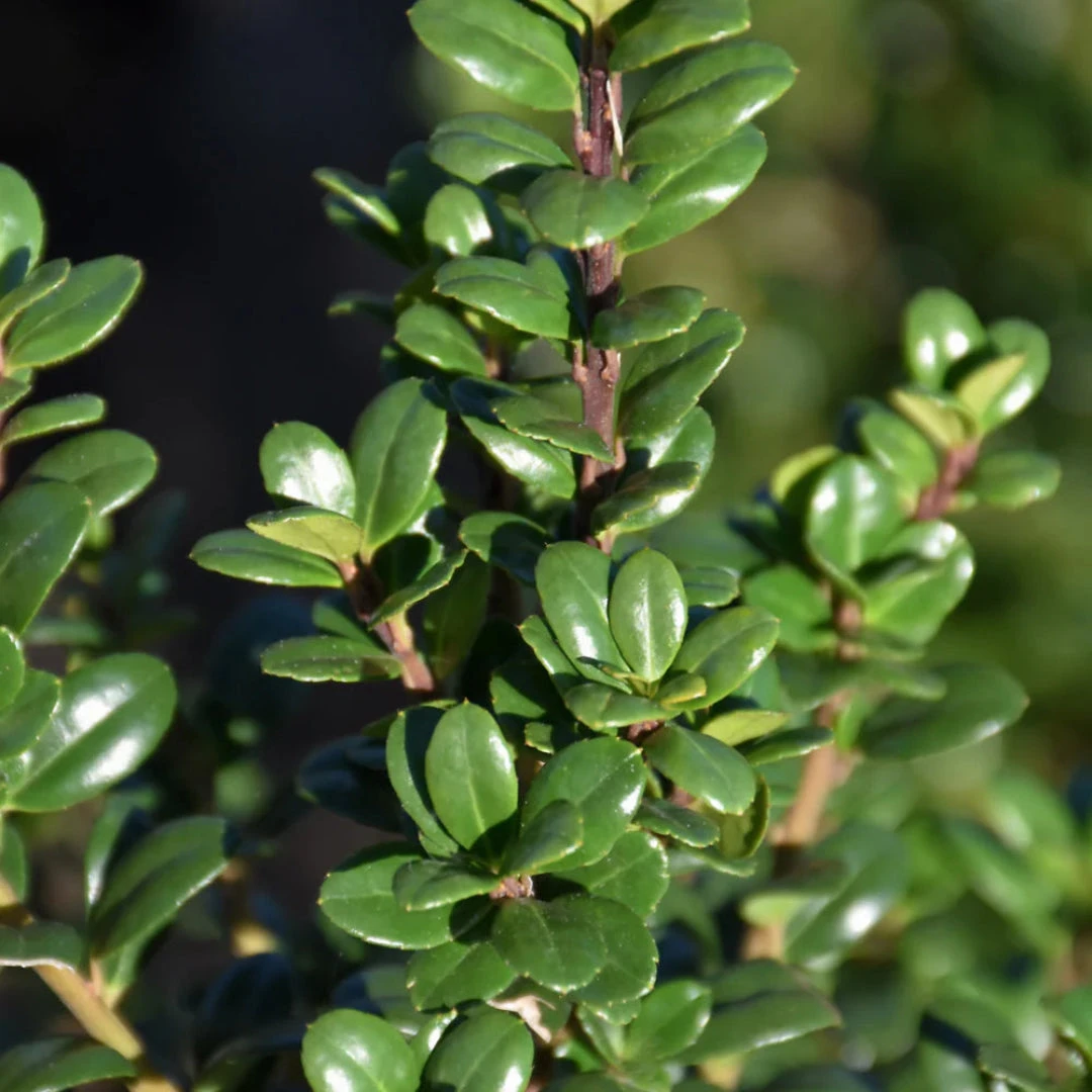 Steeds Japanese Holly 2 Steeds Japanese Holly - Image 2