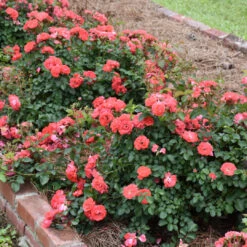 Coral Drift Rose 12 Coral Drift Rose -Pixies Gardens J462 03