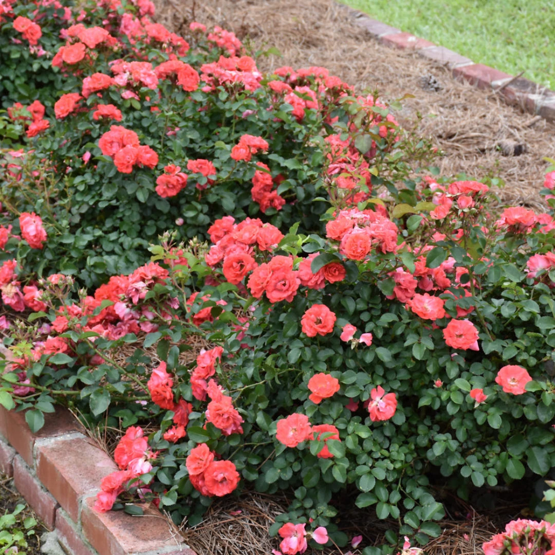 Coral Drift Rose 5 Coral Drift Rose - Image 5