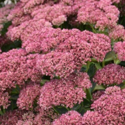 Sedum X 'Autumn Fire' Autumn Stonecrop - [EG] -Pixies Gardens J836 08 18639