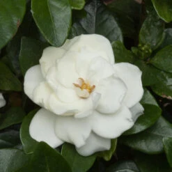 Crown Jewel Gardenia -Pixies Gardens JFGardeniaCrownJewel1