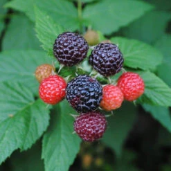 Jewel Black Raspberry -Pixies Gardens Jewel Black Raspberry 1