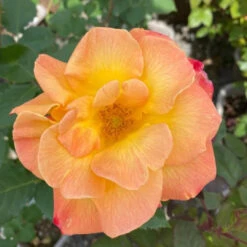 Climbing Josephs Coat -Pixies Gardens JosephsCoat 02 Custom