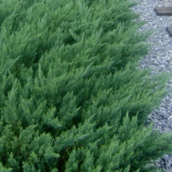Parsoni Juniper, Evergreen, Low -Pixies Gardens Juniper Parsons Rev 500x750 1