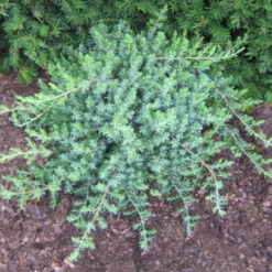 Juniper Blue Pacific -Pixies Gardens Juniper BluePacific nattag