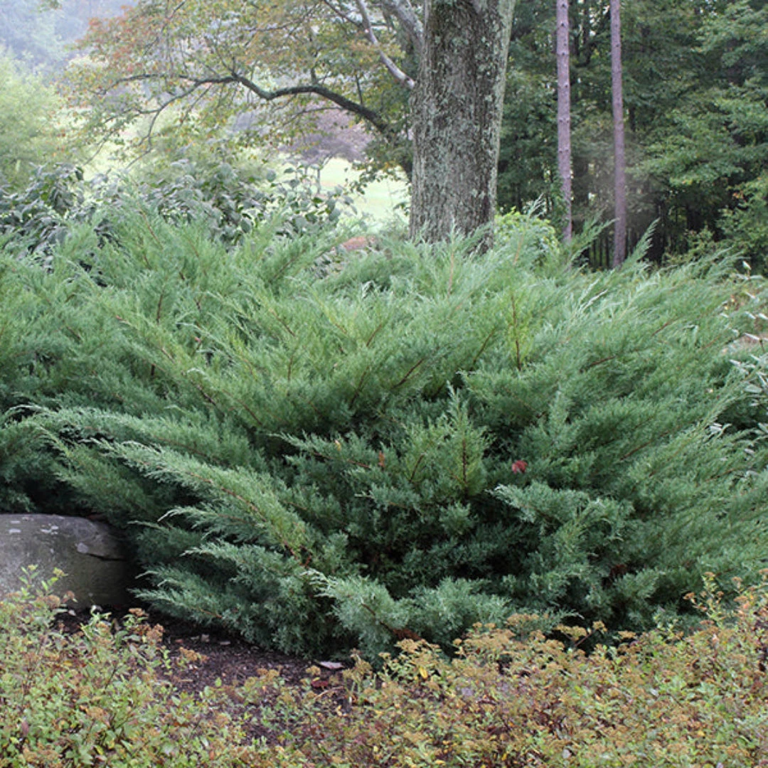 Nick's Compact Juniper 3 Nick's Compact Juniper - Image 3