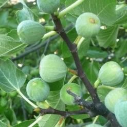 Kadota Fig Tree