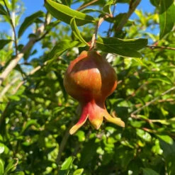 Kazake Pomegranate - Cold Hardy Pomegranate