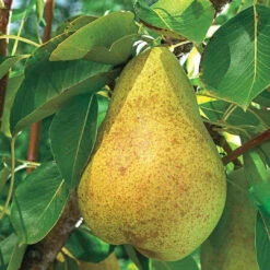 Kieffer Pear Tree -Pixies Gardens Kieffer Pear Tree Fruit Trees grown USDA zones 4 9 produce large juicy pears perfect canning baking Grown naturally trees reach 20 feet tall 5cfea938 e166 490c b7b0 190b12eb1a5a.4423e