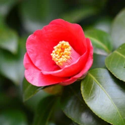 Camellia Flame-Showy Red Round Blooms 14 Camellia Flame-Showy Red Round Blooms -Pixies Gardens Korean Fire Camellia 4 BB
