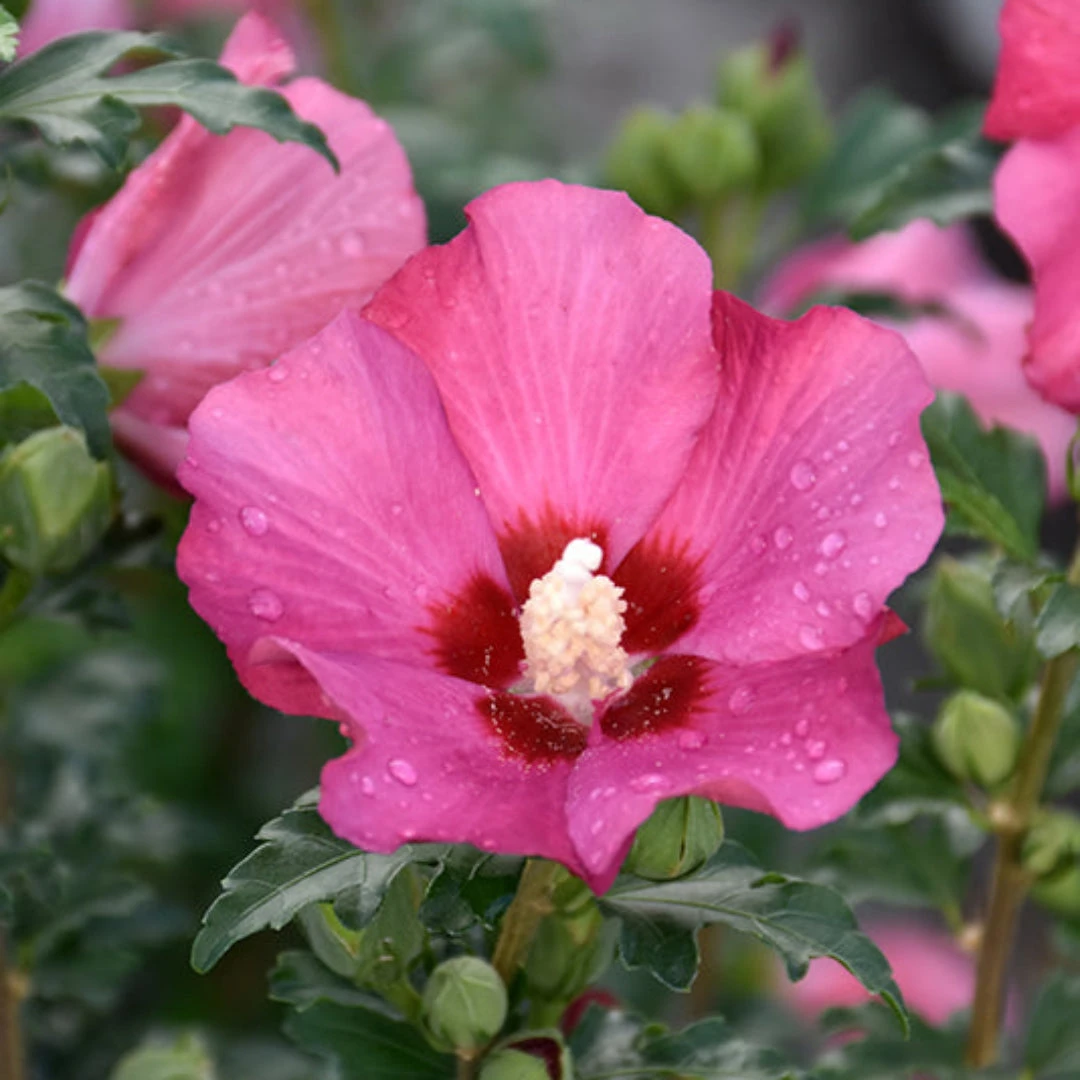 Double Pink Althea Rose Of Sharon Tree 3 Double Pink Althea Rose Of Sharon Tree - Image 3