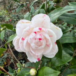 La Peppermint Camellia Japonica