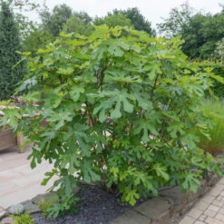 LSU Purple Fig Tree -Pixies Gardens LSU Fig 4 BB 940x 8c9e92f3 a008 471a bedf bb6507d46b06