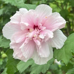 Lady Stanley Althea Double Pink -Pixies Gardens LadyStanley 01 Custom