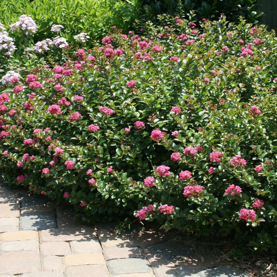 Dwarf Crape Myrtle 1 Dwarf Crape Myrtle