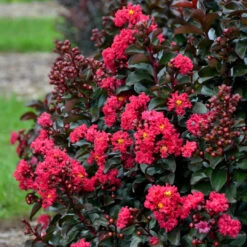 Lagerstroemia Barista 'Cherry Mocha' Dwarf Crapemyrtle - [EG] -Pixies Gardens Lagerstroemia CherryMocha PP282810001highres
