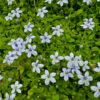 Laurentia Fluviatilis 'Blue Star Creeper' - [CP]