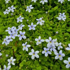 Laurentia Fluviatilis 'Blue Star Creeper' - [CP]