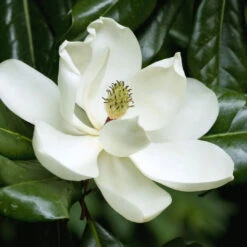 Magnolia Brittany Tree Huge White Flowers