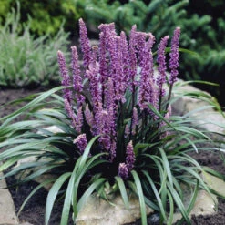 Liriope Muscari 'Royal Purple' - [CG] -Pixies Gardens Liriope muscari Royal Purple