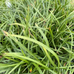 Liriope Spicata - [EG] -Pixies Gardens Liriope spicata 600x600 1
