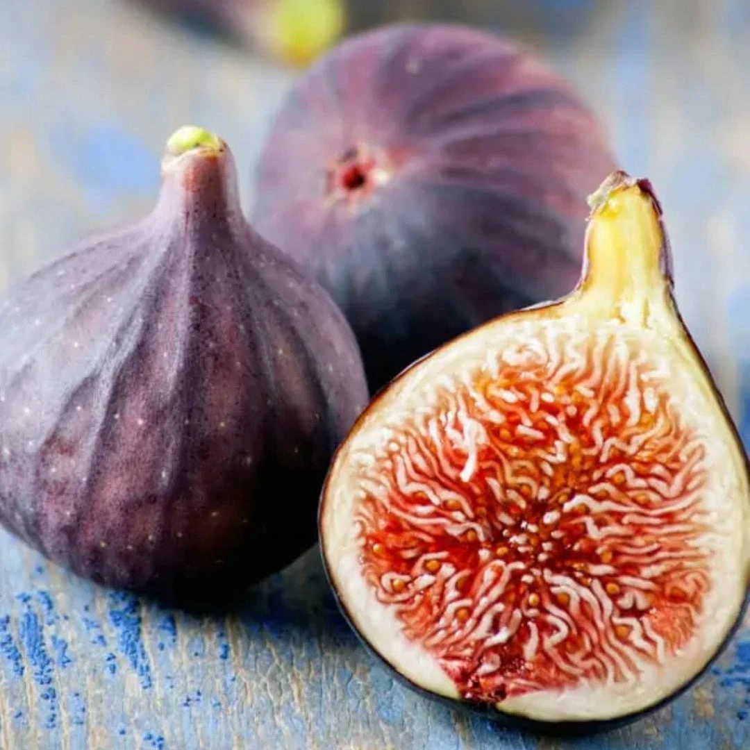 Little Miss Figgy' Dwarf Fig 1 Little Miss Figgy' Dwarf Fig