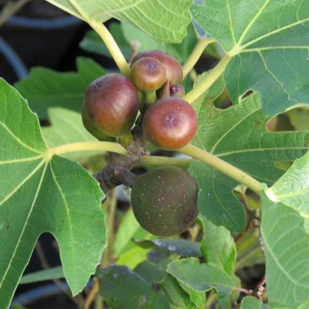 Little Miss Figgy' Dwarf Fig 2 Little Miss Figgy' Dwarf Fig - Image 2