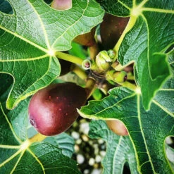 Little Miss Figgy' Dwarf Fig 9 Little Miss Figgy' Dwarf Fig -Pixies Gardens Little Miss Figgy Dwarf Fig 3 copy