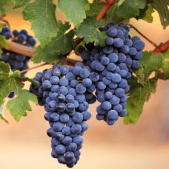 Chambourcin Blue/Black Grape -Pixies Gardens LomantoBunch Grape shutterstock 128724788 1 scaled 1